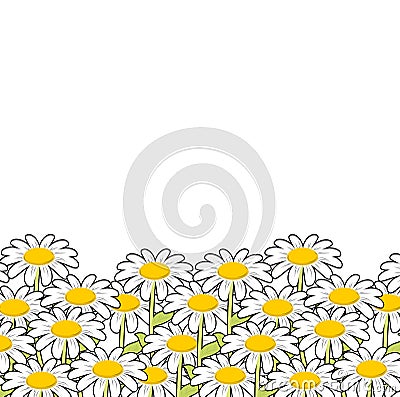 Chamomile. White flowers summer meadow. Beautiful wild flowers. Vector Illustration