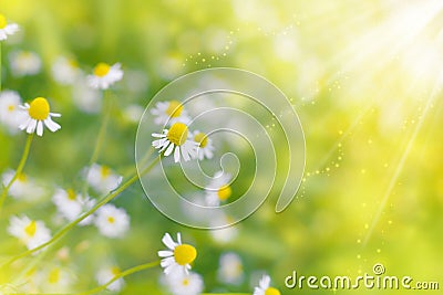 Chamomile wild Daisies Spring flowers field background in sun Stock Photo