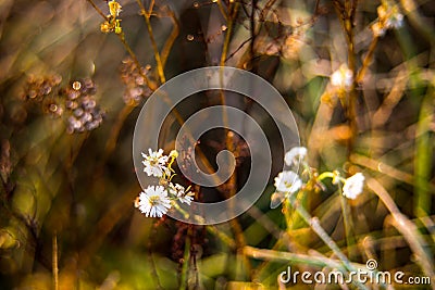 Chamomile wild flowers in fall dry meadow Stock Photo