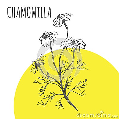 Chamomilla vector sketch botanical herb spice Vector Illustration