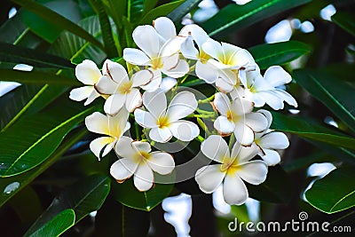 Champa flower beautiful background green Stock Photo