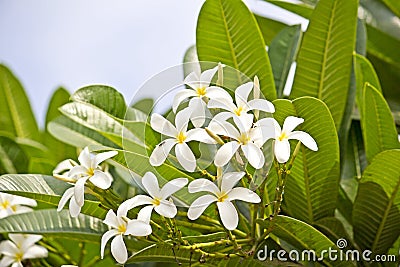 Champa flowers Stock Photo