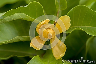 Champaca, Champa, Orange Chempaka, Golden Champa, Sony Champa (Michelia champaca Linn.) Stock Photo