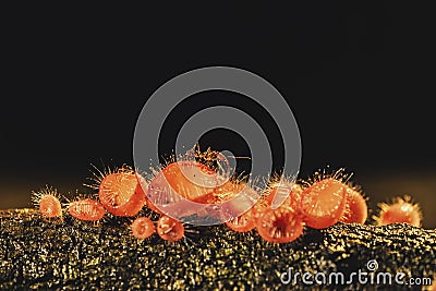 Champagne mushroom on decay wood in the rain forest, Stock Photo