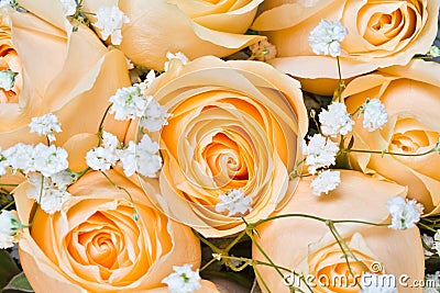 Champagne roses with gypsophila paniculata Stock Photo