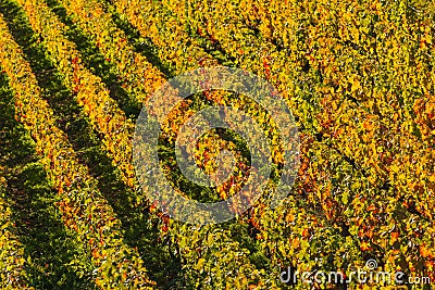 Champagne vineyards Cuis in Marne department, France Stock Photo