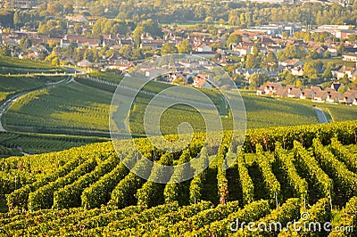 Champagne vineyards in Marne department, France Stock Photo