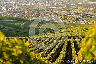 Champagne vineyards in Marne department, France Stock Photo