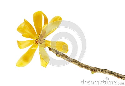 Champak flower `Magnolia champaca` - Fragrant yellow flower blooming on branch isolated on white background, with clipping path Stock Photo