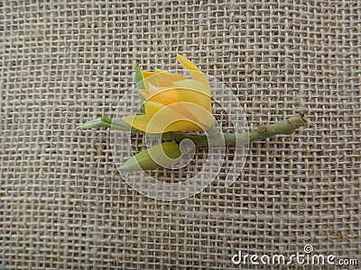 Champak flower - Yellow or orange-colored - Jute background Stock Photo