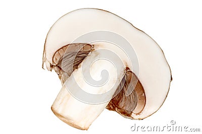 Champignon Stock Photo