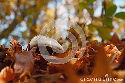 Champignon in the foliage of an autumn forest Stock Photo