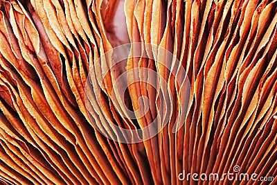 Champignon mushroom gills Stock Photo