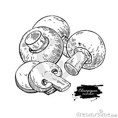 Champignon mushroom hand drawn vector illustration. Sketch food Vector Illustration