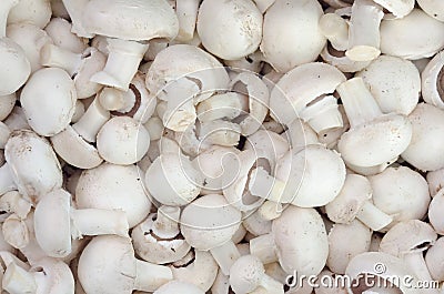 Champignon mushrooms Stock Photo