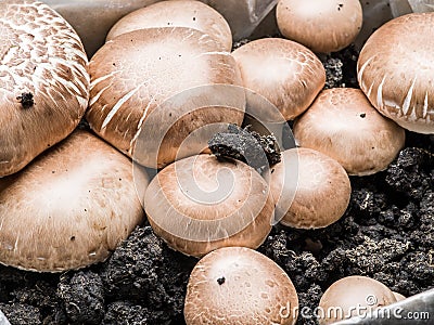 Champignon mushrooms. Stock Photo