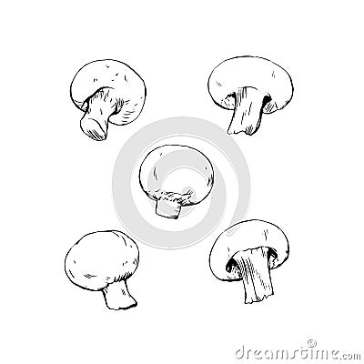 Champignon mushrooms ink drawing isolated Vector Illustration