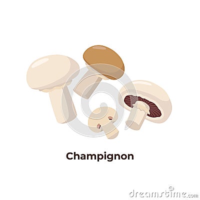Champignon mushrooms isolated on white background, vector illustration in flat design. Group of portobello mushrooms. Vector Illustration