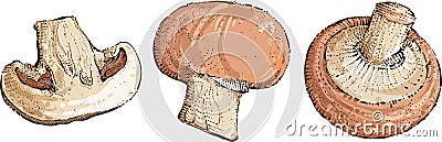 Champignon mushrooms vector food illustration Vector Illustration