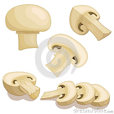 Champignon mushrooms. Vector illustration. Vector Illustration