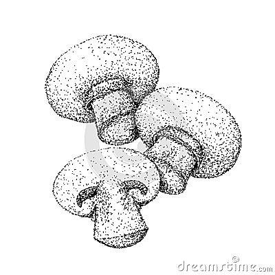 Champignon Mushrooms Vector Illustration