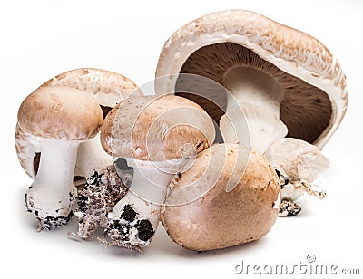 Champignon mushrooms on the white. Stock Photo