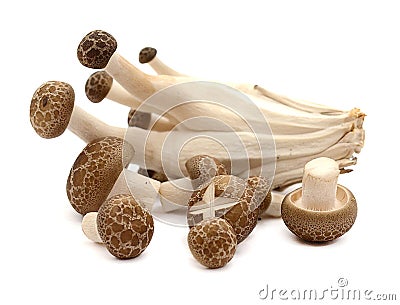 Fresh champignon mushrooms on white background. Stock Photo