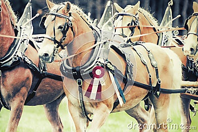 Champion Haflinger Horses Stock Photo