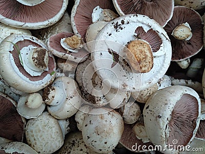 Freshly cut mushrooms or mushrooms. The common mushroom, mushroom from Paris - whose scientific name is Agaricus bisporus - is a Stock Photo