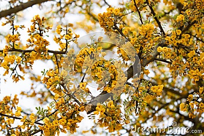 Beautiful yellow Chanar flowers in the mountains of Cordoba Argentina Stock Photo