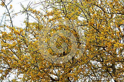 Beautiful yellow Chanar flowers in the mountains of Cordoba Argentina Stock Photo