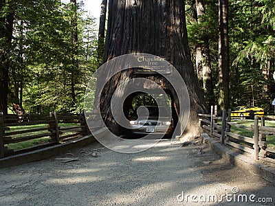 Chandler Tree in California Redwood Forest Editorial Stock Photo