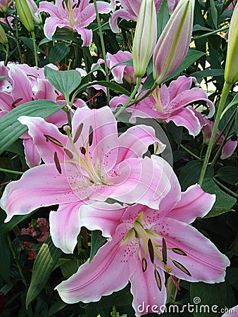 Chang mai flowers festival Stock Photo