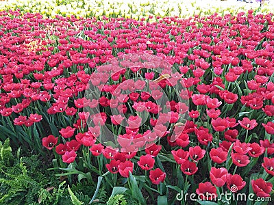 Chang mai flowers festival Stock Photo