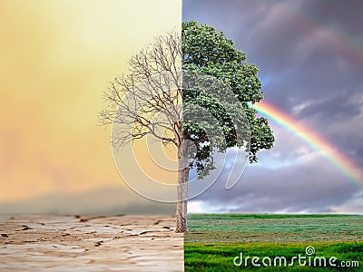 Change tree forest drought and forest refreshing. Ecology concept Half alive and half dead tree standing at the crossroads. Stock Photo