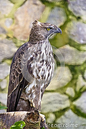 Changeable hawk eagle Stock Photo