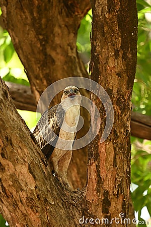 Changeable Hawk Eagle calling and resting on tree Stock Photo