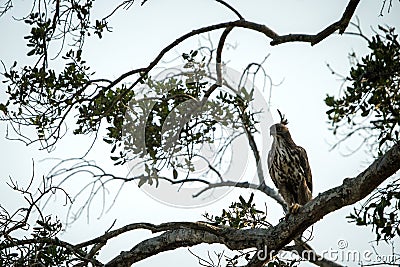 Changeable hawk-eagle or crested hawk-eagle Nisaetus cirrhatus, bird of prey of the Indian rain forest, India and Sri Lanka, Stock Photo
