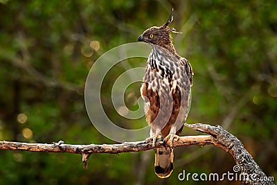 Changeable hawk-eagle, Nisaetus cirrhatus, bird of prey perched on branch in Wilpattu national park, Sri Lanka Stock Photo
