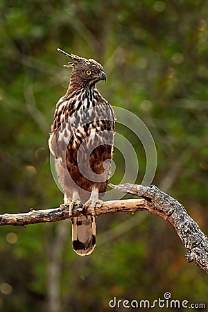 Changeable hawk-eagle, Nisaetus cirrhatus, bird of prey perched on branch in Wilpattu national park, Sri Lanka Stock Photo