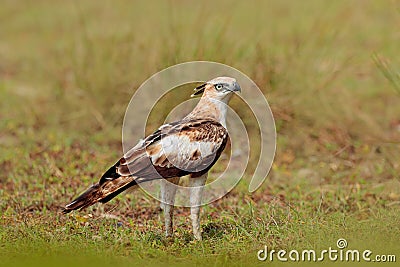 Changeable hawk-eagle, Nisaetus cirrhatus, close up, eagle on the ground, perched on rotten trunk against high grass in background Stock Photo