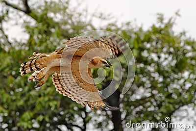 Changeable hawk-eagle, Nisaetus cirrhatus, close up, eagle on the ground, perched on rotten trunk against high grass in background Stock Photo