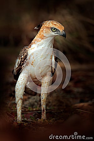 Changeable hawk-eagle, Nisaetus cirrhatus, close up, eagle on the ground, perched on rotten trunk against high grass in background Stock Photo