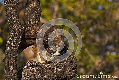 Changeable hawk-eagle, Nisaetus cirrhatus, Panna Tiger Reserve, Madhya Pradesh, India Stock Photo