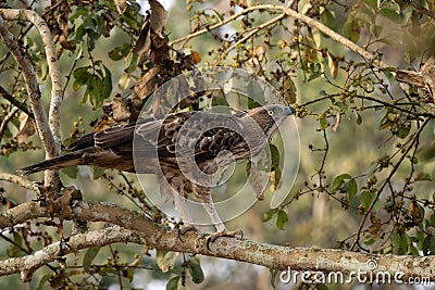 Changeable Hawk-eagle - Spizaetus cirrhatus, beautiful large bird of prey Stock Photo