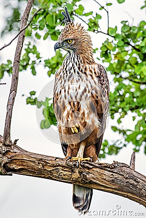 Changeable Hawk-eagle - Spizaetus cirrhatus Stock Photo