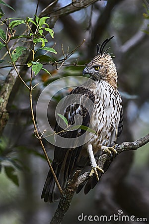 Changeable Hawk-eagle - Spizaetus cirrhatus, Sri Lanka Stock Photo