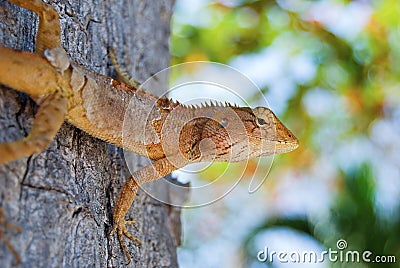 Changeable Lizard. Agamidae Calotes Stock Photo