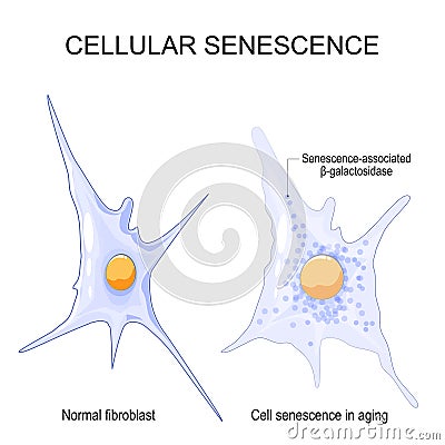 Changes senescent cells During ageing Vector Illustration