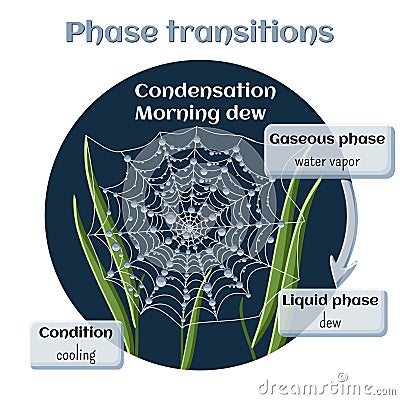 Changes of states. Water condensation - morning dew. Vector Illustration